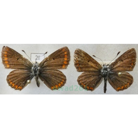 Aricia agestis (Denis & Schiffermüller, 1775) pair Modraszek agestis Czech2l